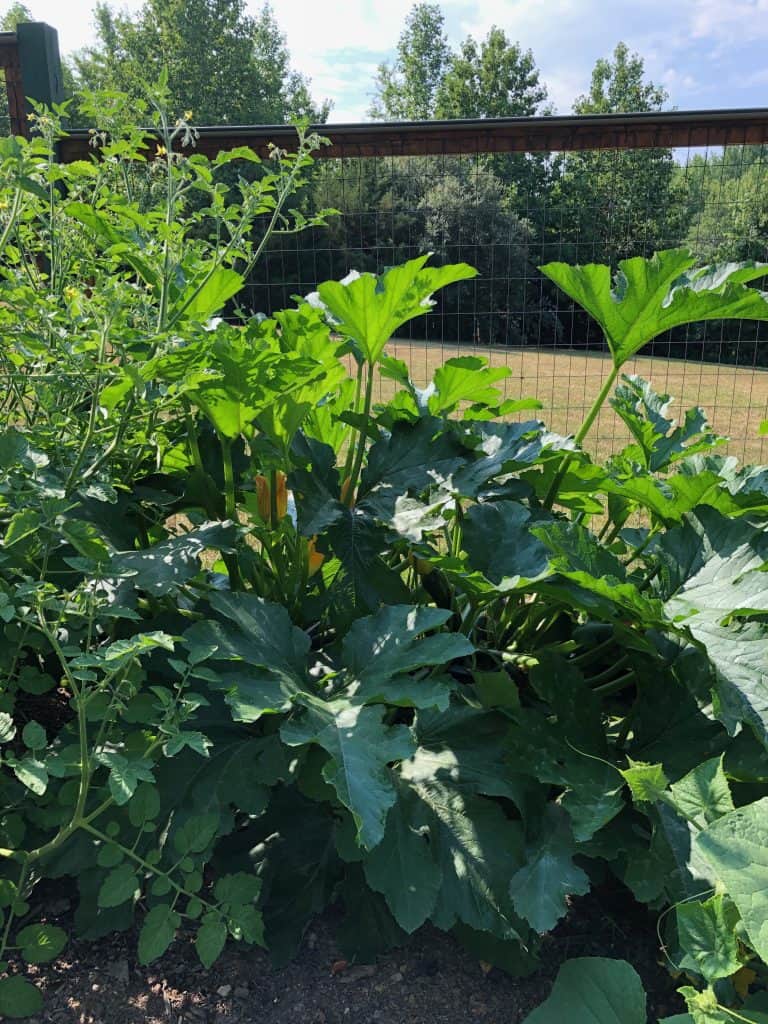close up of zucchini plant with yellow blooms